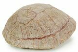 Inflated Fossil Tortoise (Stylemys) w/ Limb Bones - South Dakota #373009-3